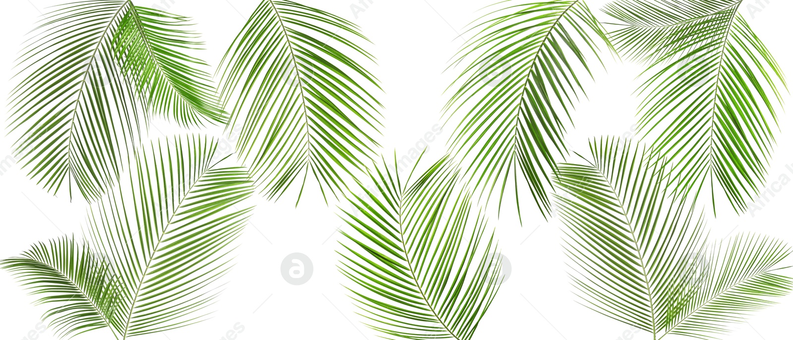 Image of Green coconut palm leaves isolated on white, set