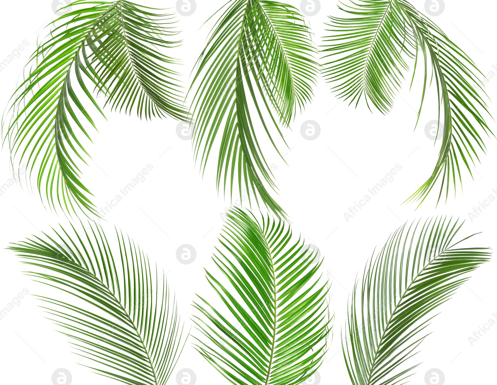 Image of Green coconut palm leaves isolated on white, set