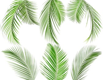 Image of Green coconut palm leaves isolated on white, set