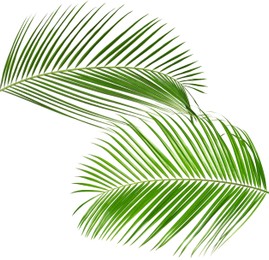 Image of Green coconut palm leaves isolated on white, set