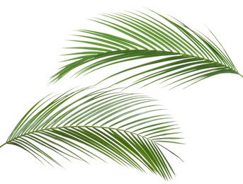 Image of Green coconut palm leaves isolated on white, set