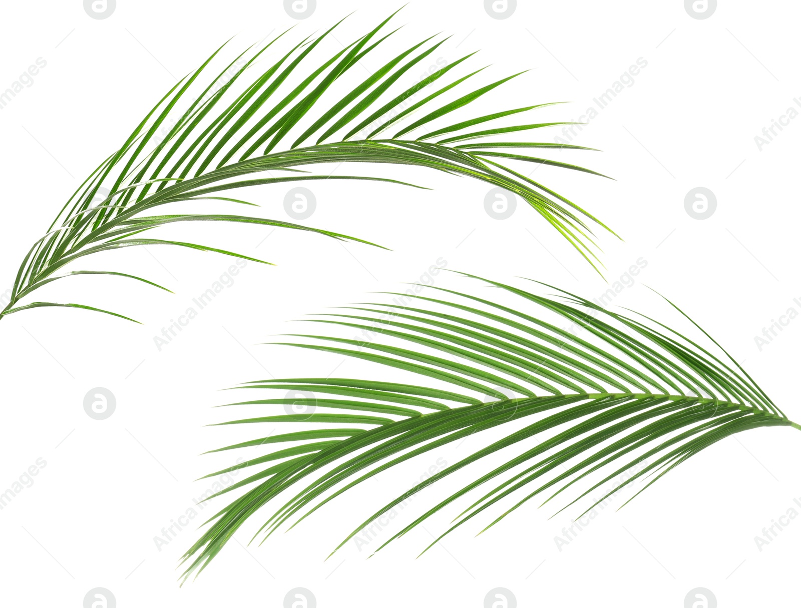 Image of Green coconut palm leaves isolated on white, set