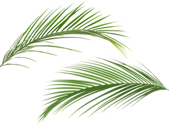 Image of Green coconut palm leaves isolated on white, set