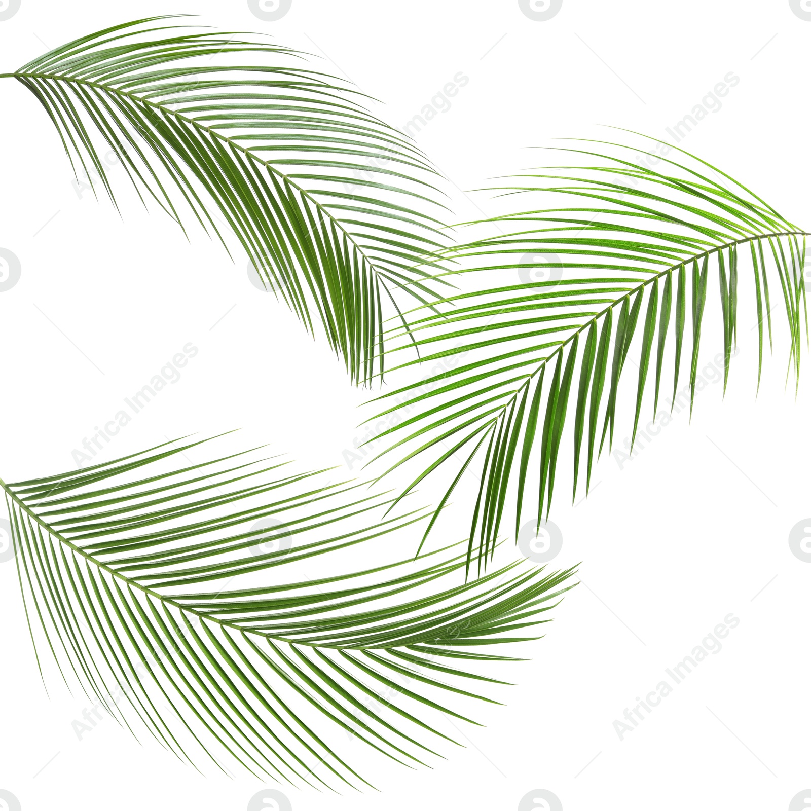 Image of Green coconut palm leaves isolated on white, set