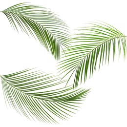 Image of Green coconut palm leaves isolated on white, set