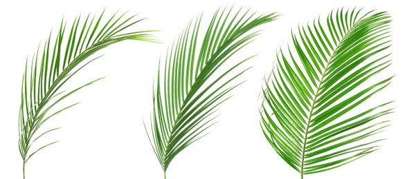 Image of Green coconut palm leaves isolated on white, set