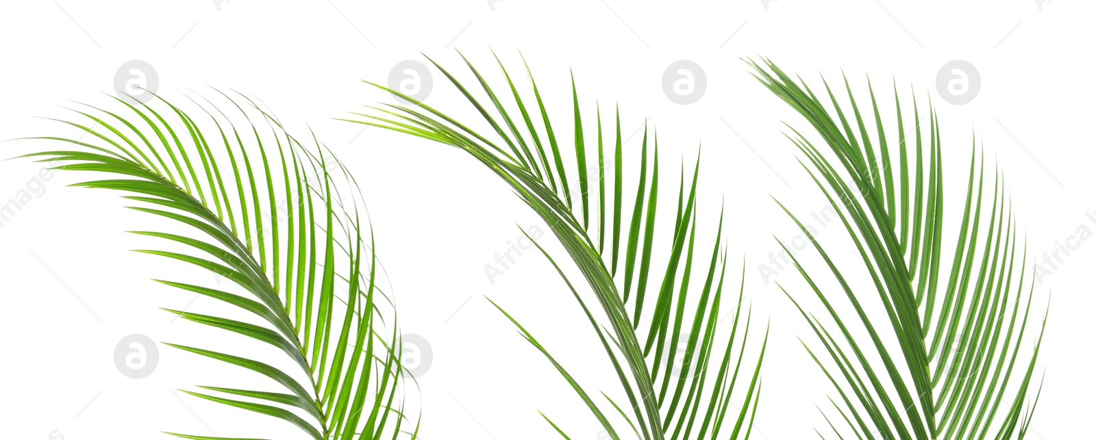 Image of Green coconut palm leaves isolated on white, set