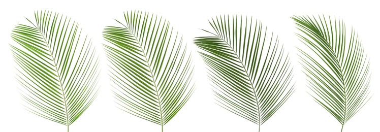 Image of Green coconut palm leaves isolated on white, set