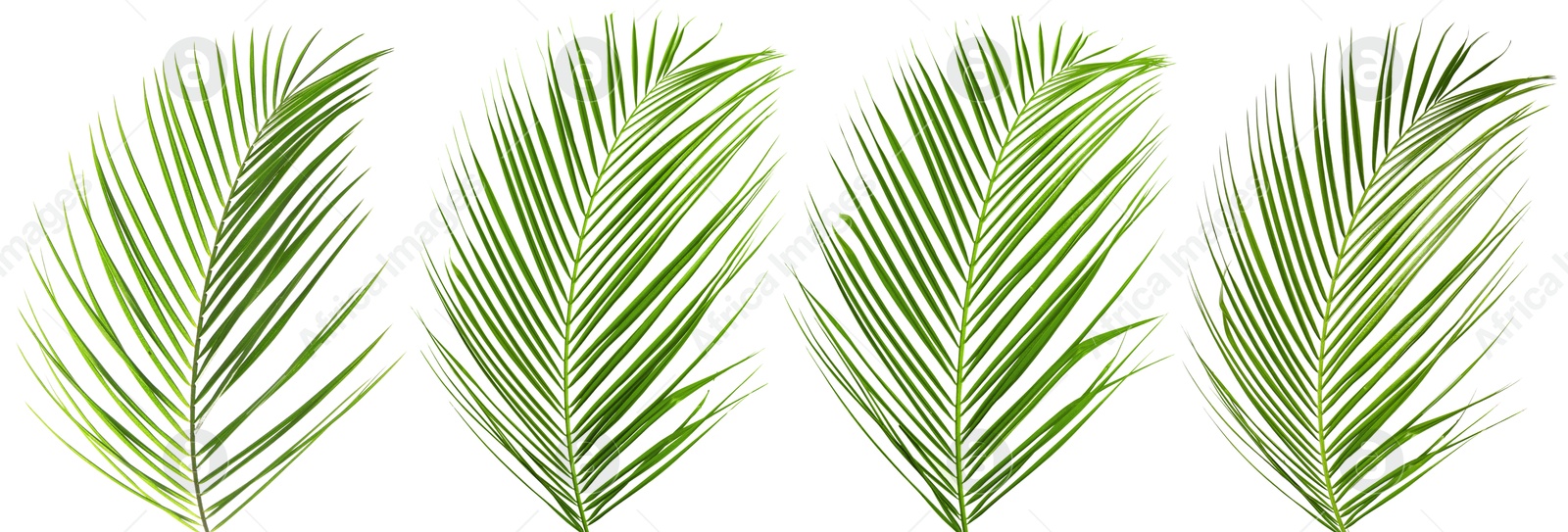 Image of Green coconut palm leaves isolated on white, set