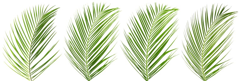 Image of Green coconut palm leaves isolated on white, set