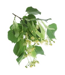 Branch with linden flowers and leaves isolated on white