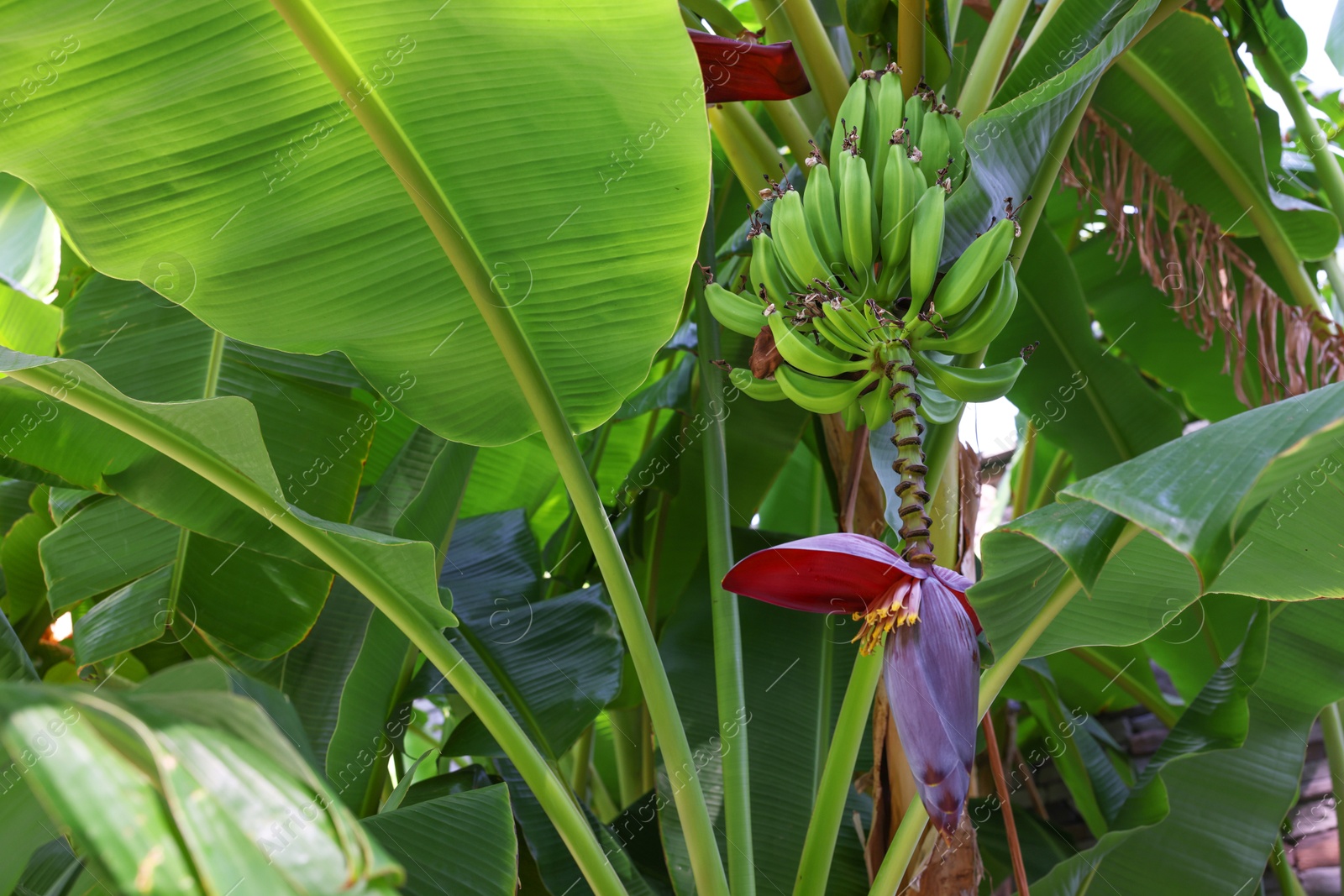 Photo of Tropical plant with green leaves and ripening bananas outdoors