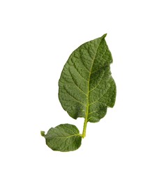 Green potato plant leaves isolated on white