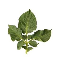 Green potato plant leaves isolated on white