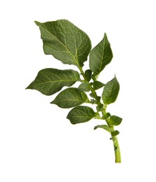 Photo of Green potato plant leaves isolated on white