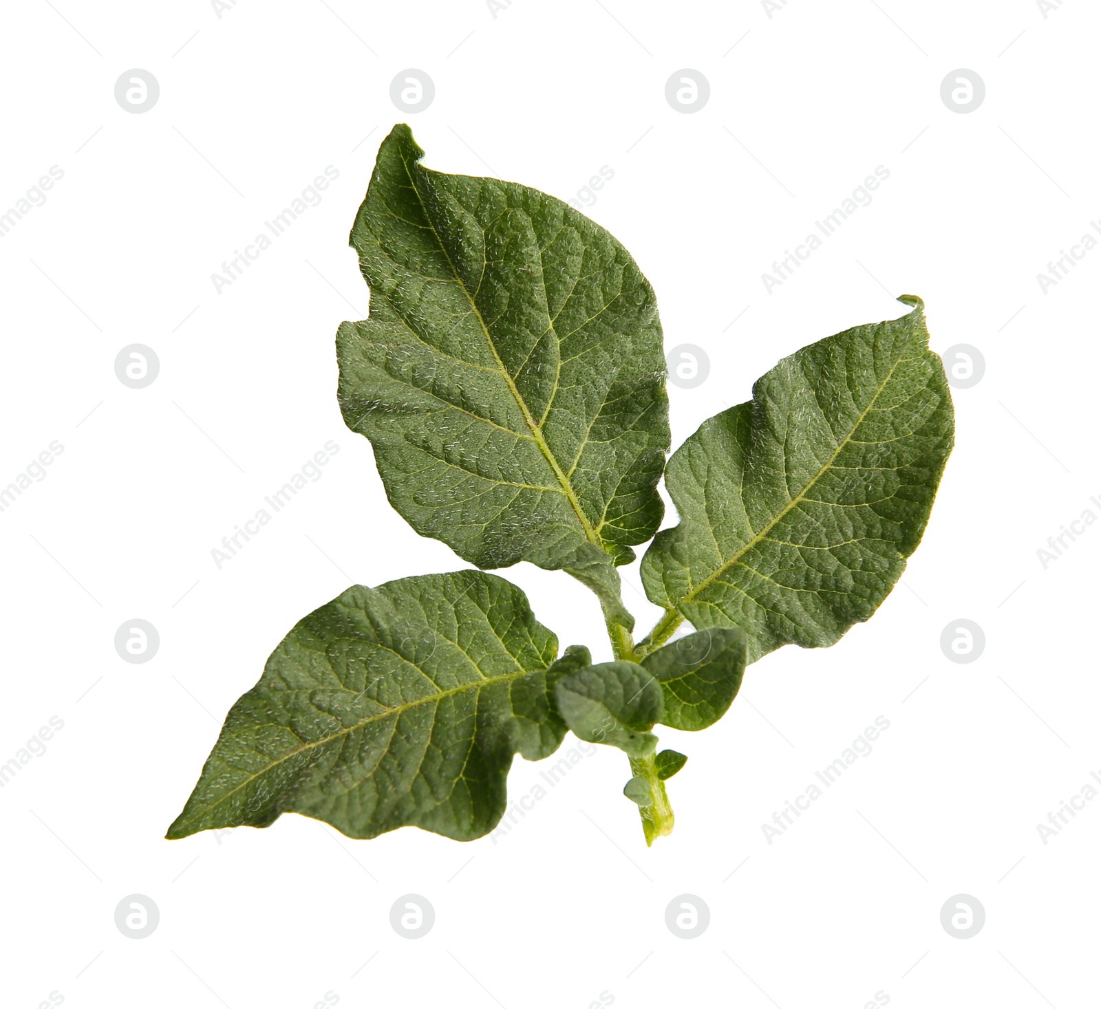 Photo of Green potato plant leaves isolated on white