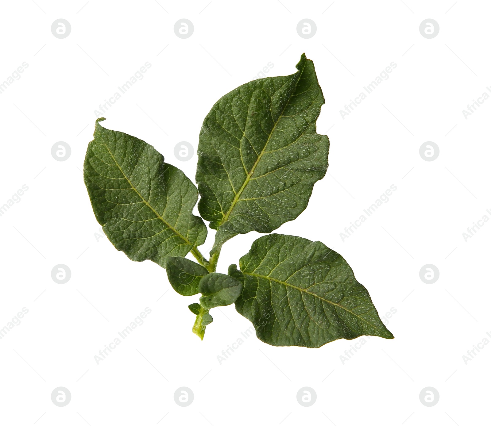 Photo of Green potato plant leaves isolated on white