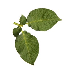 Green potato plant leaves isolated on white