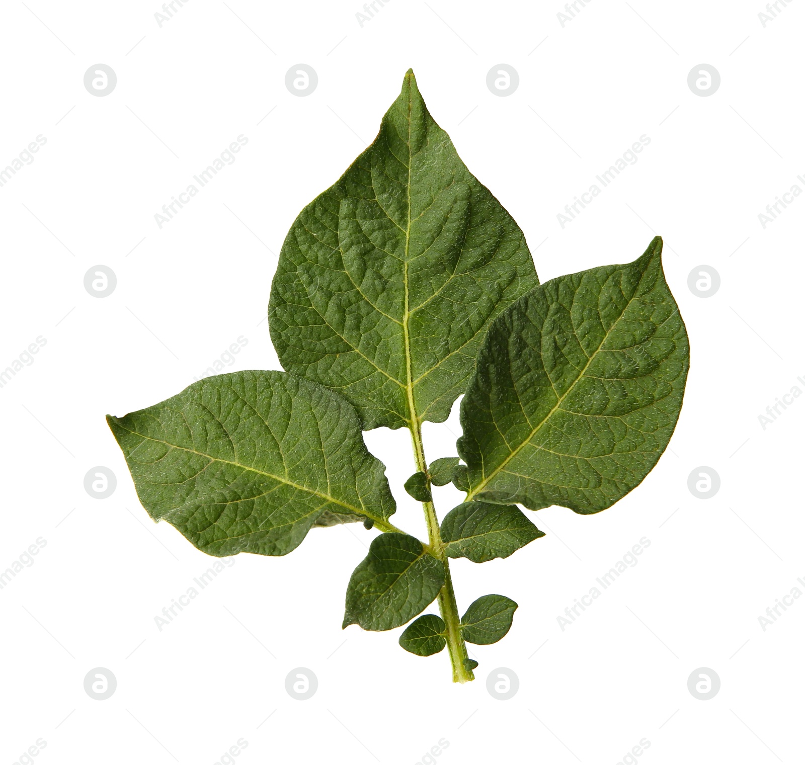 Photo of Green potato plant leaves isolated on white