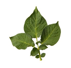 Photo of Green potato plant leaves isolated on white