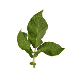 Green potato plant leaves isolated on white