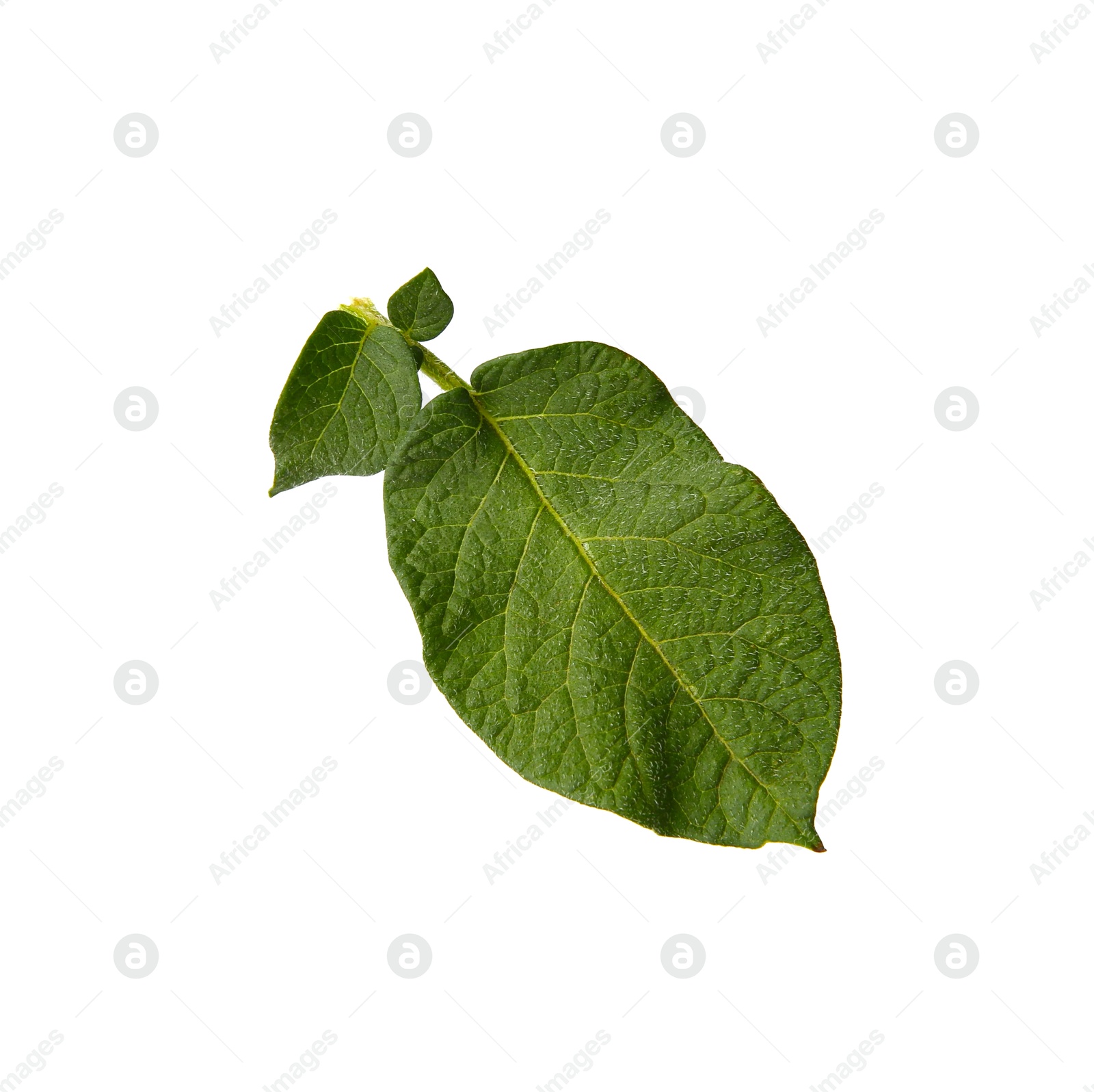 Photo of Green potato plant leaves isolated on white