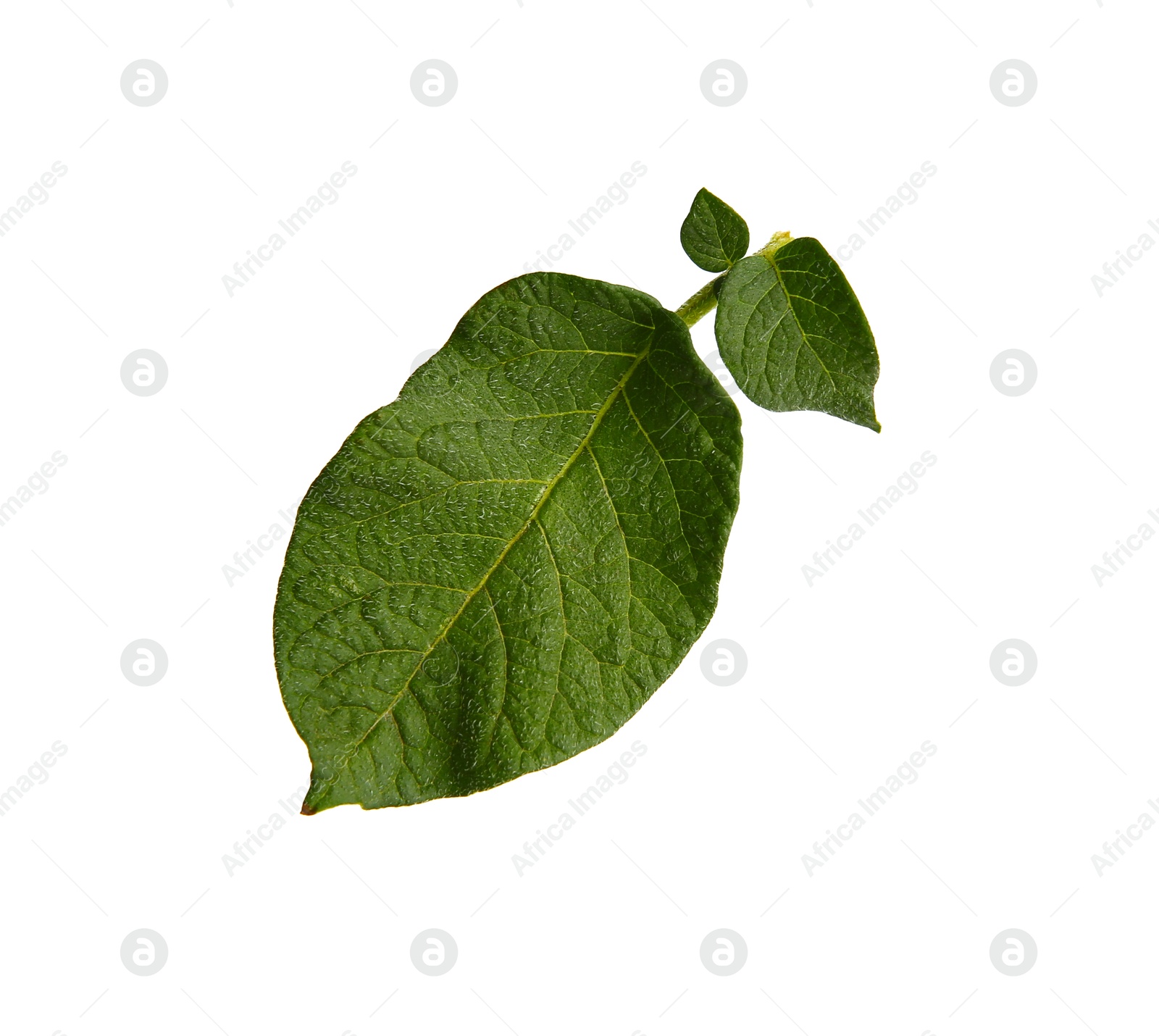 Photo of Green potato plant leaves isolated on white