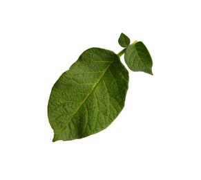 Green potato plant leaves isolated on white