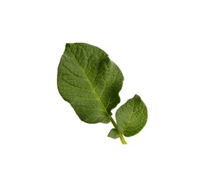 Photo of Green potato plant leaves isolated on white