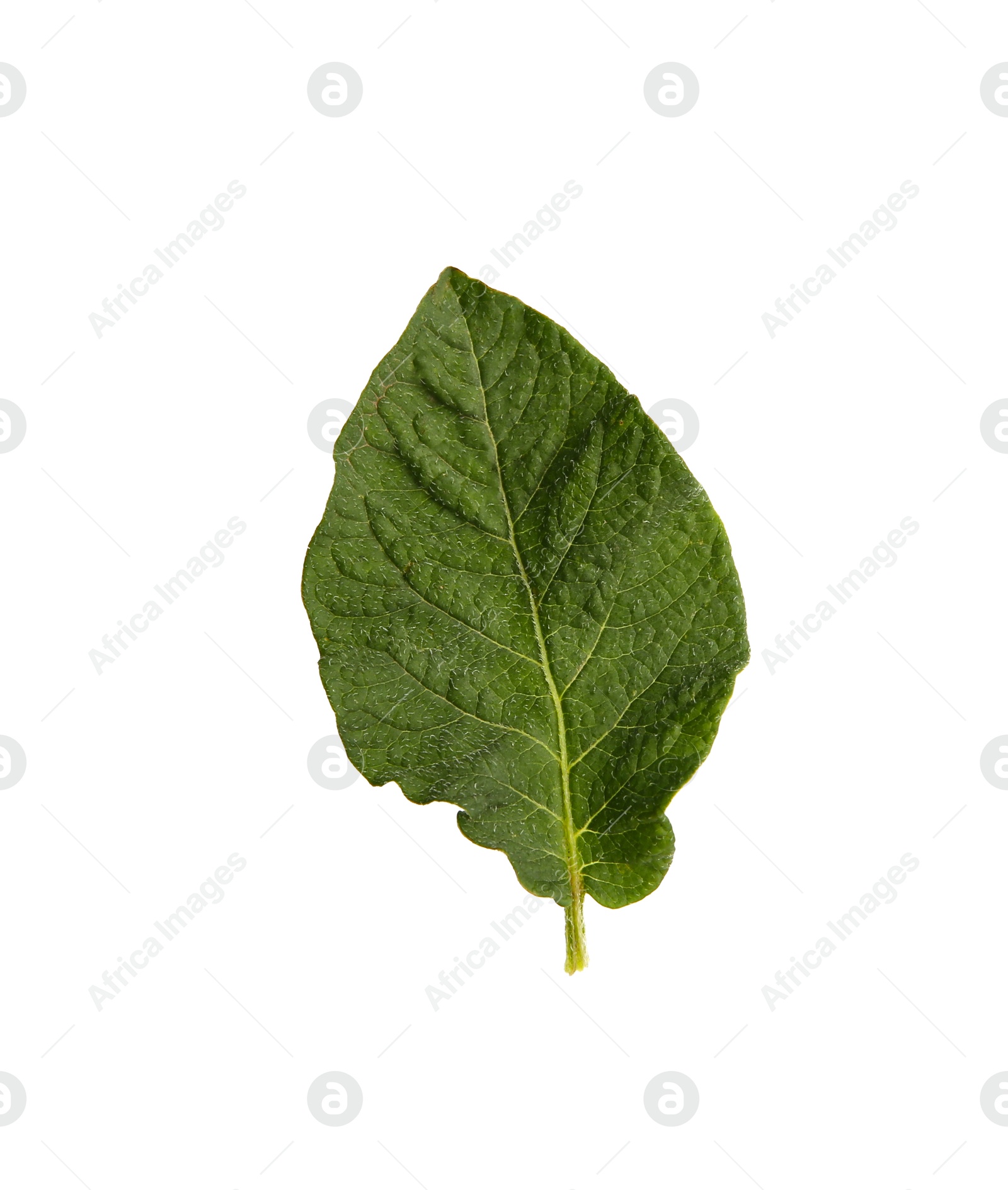 Photo of Green potato plant leaf isolated on white
