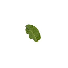 Green potato plant leaf isolated on white