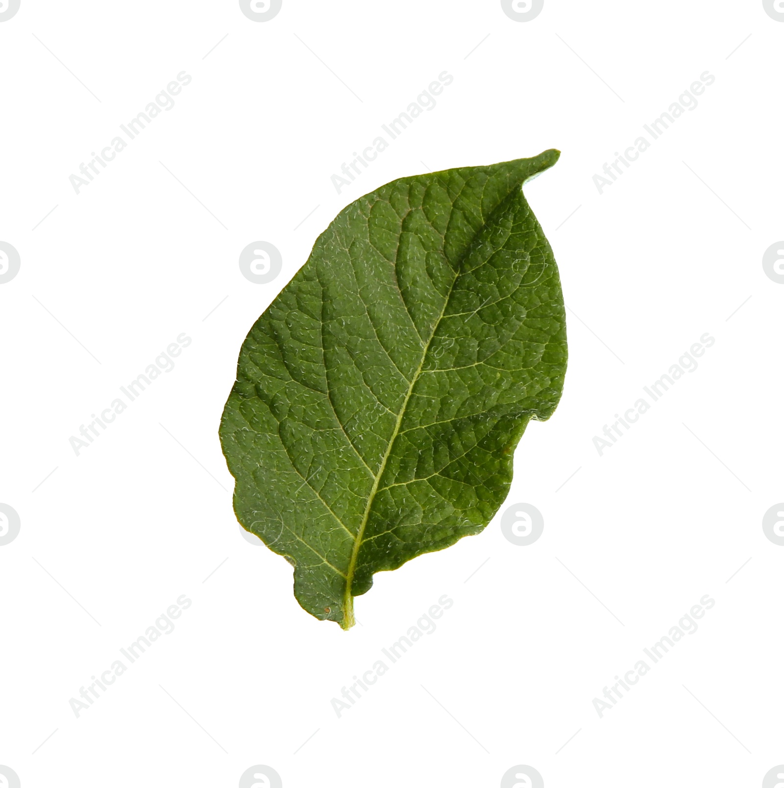 Photo of Green potato plant leaf isolated on white