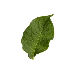 Green potato plant leaf isolated on white