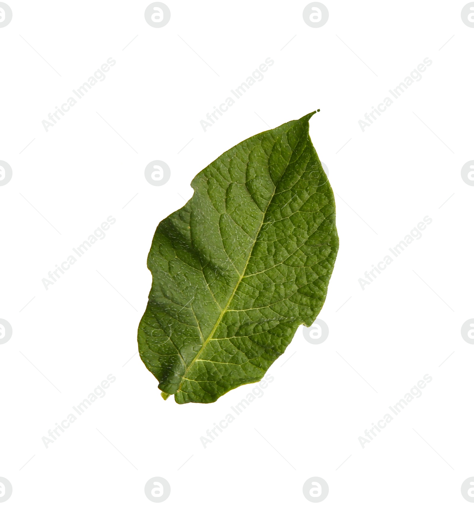 Photo of Green potato plant leaf isolated on white