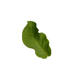 Photo of Green potato plant leaf isolated on white