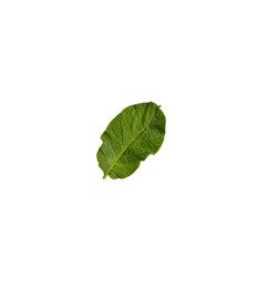 Photo of Green potato plant leaf isolated on white