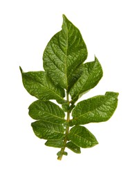 Photo of Green potato plant leaves isolated on white