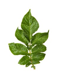 Photo of Green potato plant leaves isolated on white