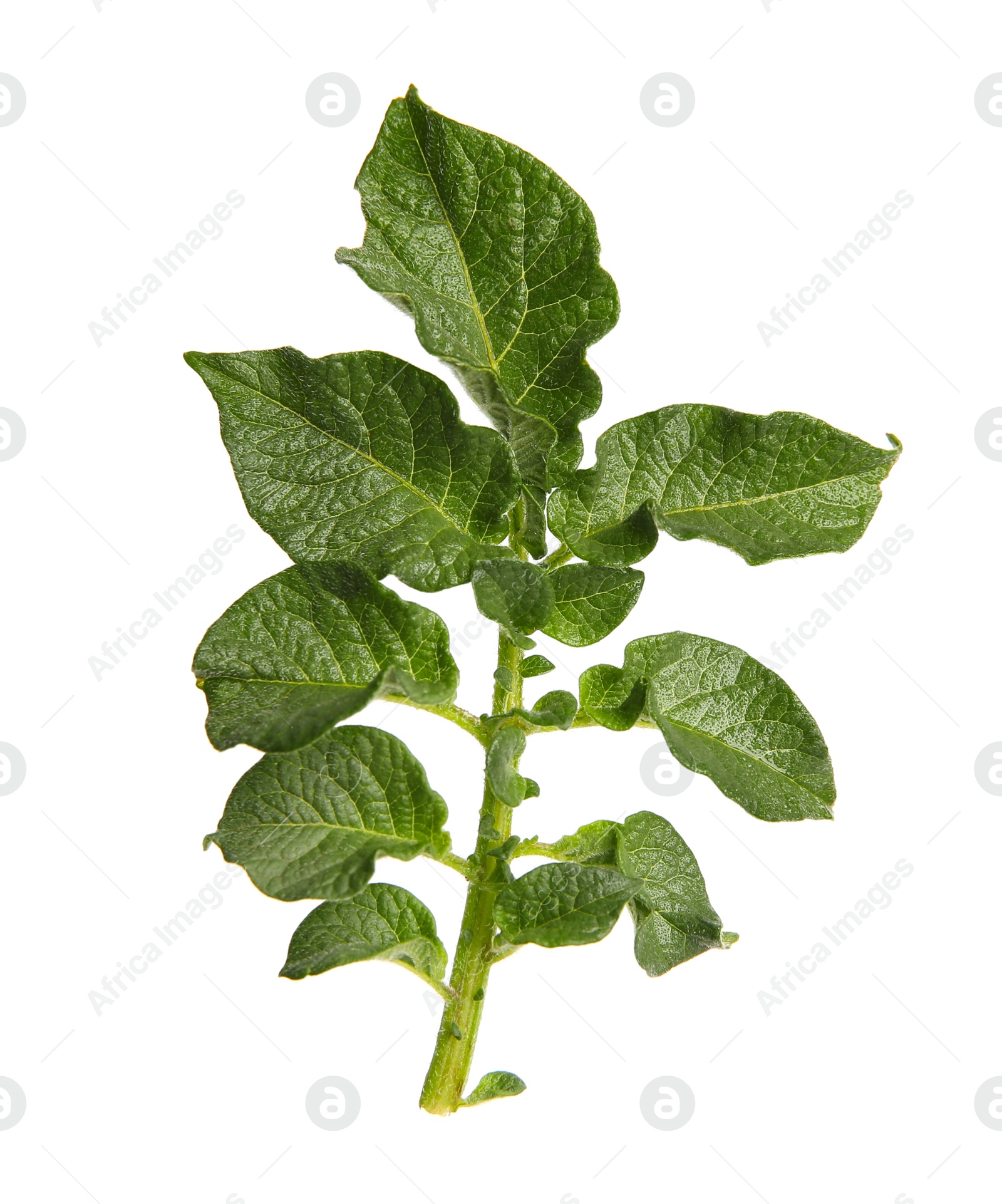 Photo of Green potato plant leaves isolated on white