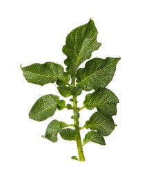 Green potato plant leaves isolated on white