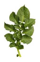 Photo of Green potato plant leaves isolated on white