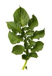 Photo of Green potato plant leaves isolated on white