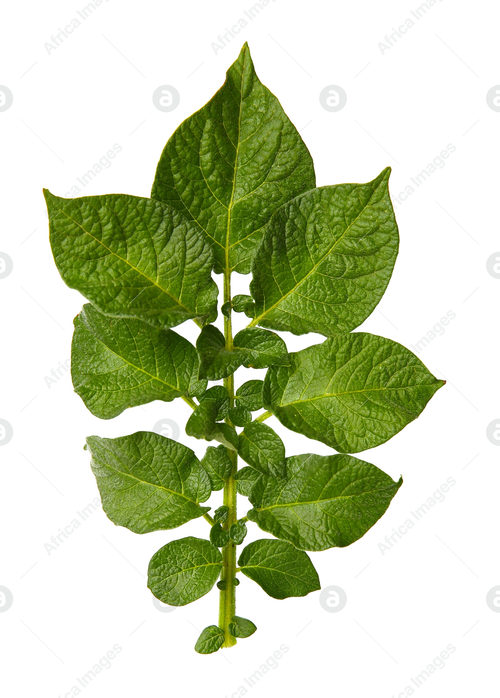 Photo of Green potato plant leaves isolated on white