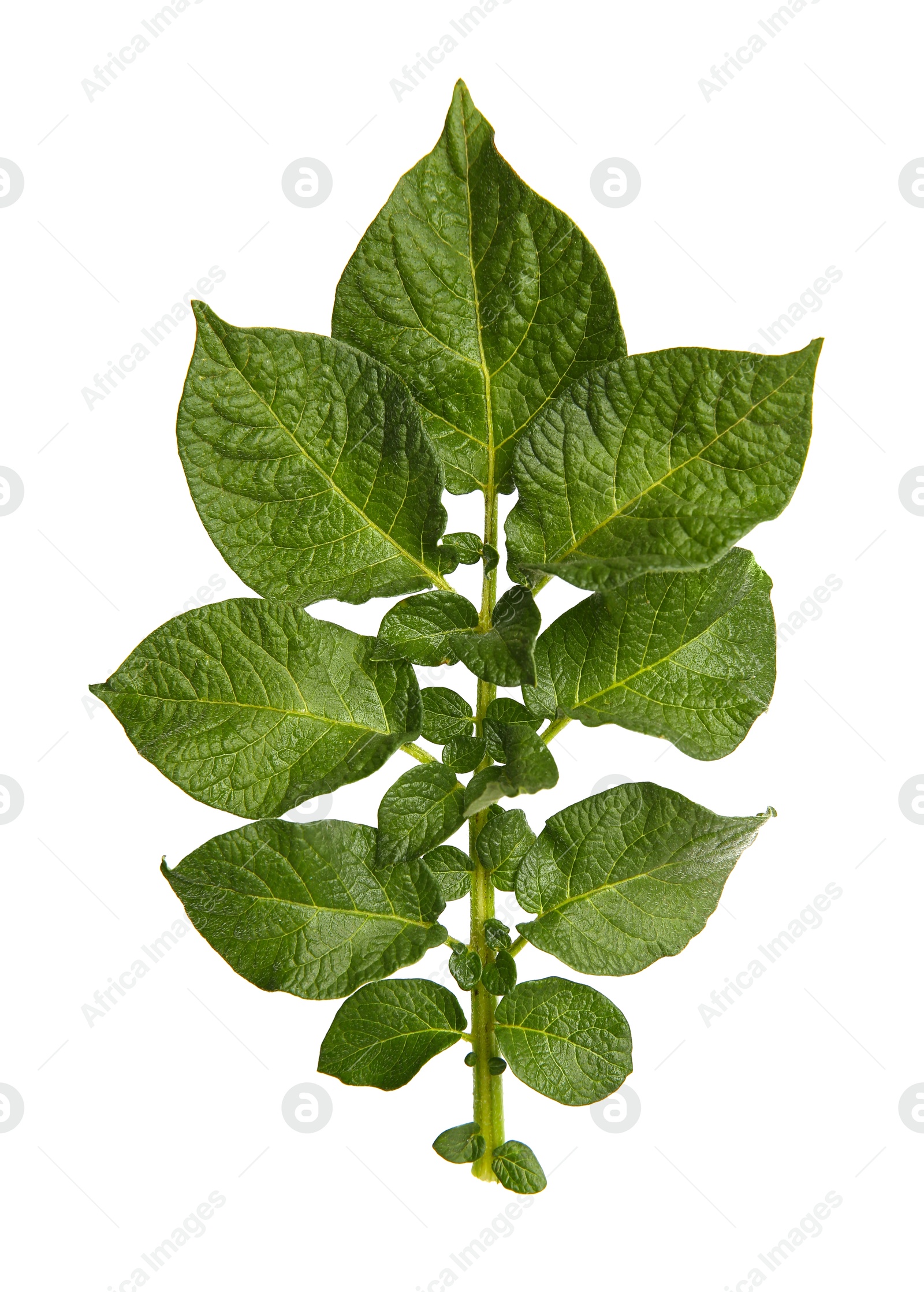 Photo of Green potato plant leaves isolated on white