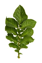 Photo of Green potato plant leaves isolated on white