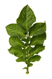 Photo of Green potato plant leaves isolated on white