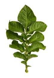 Green potato plant leaves isolated on white