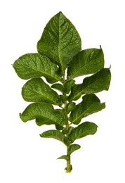 Photo of Green potato plant leaves isolated on white