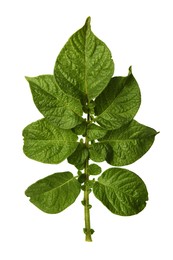 Photo of Green potato plant leaves isolated on white