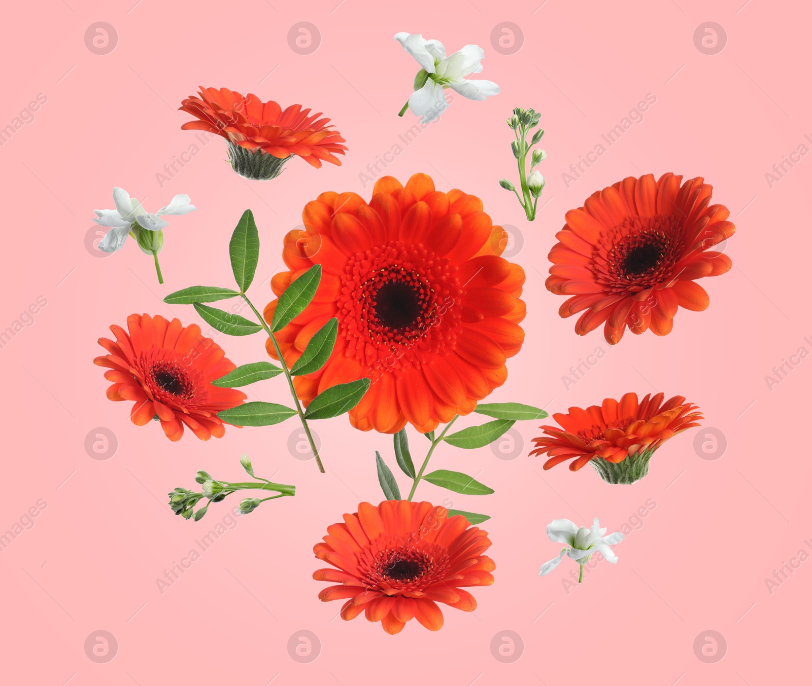 Image of Red gerberas and other beautiful flowers in air on pink background